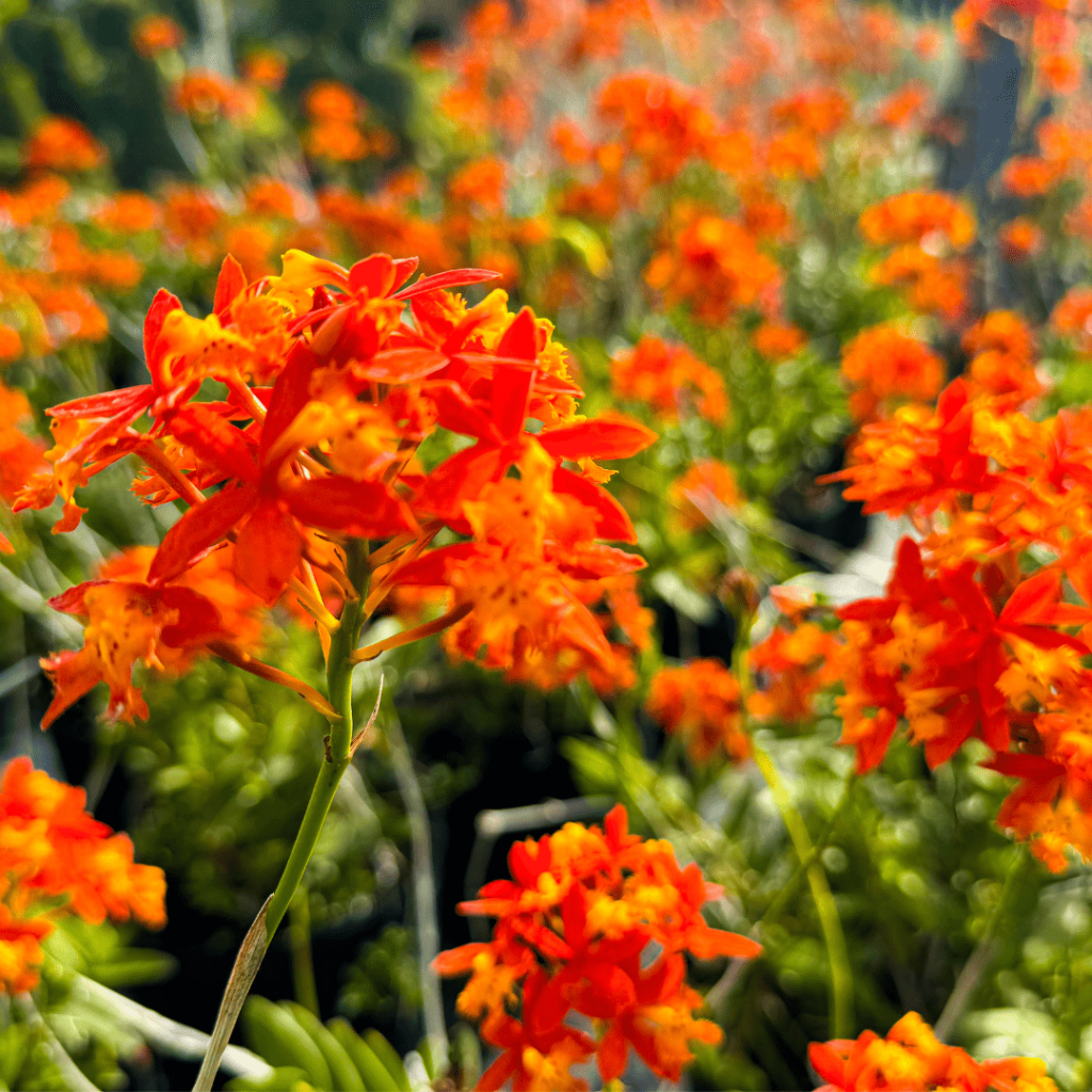 a close up of orange flowers in a field