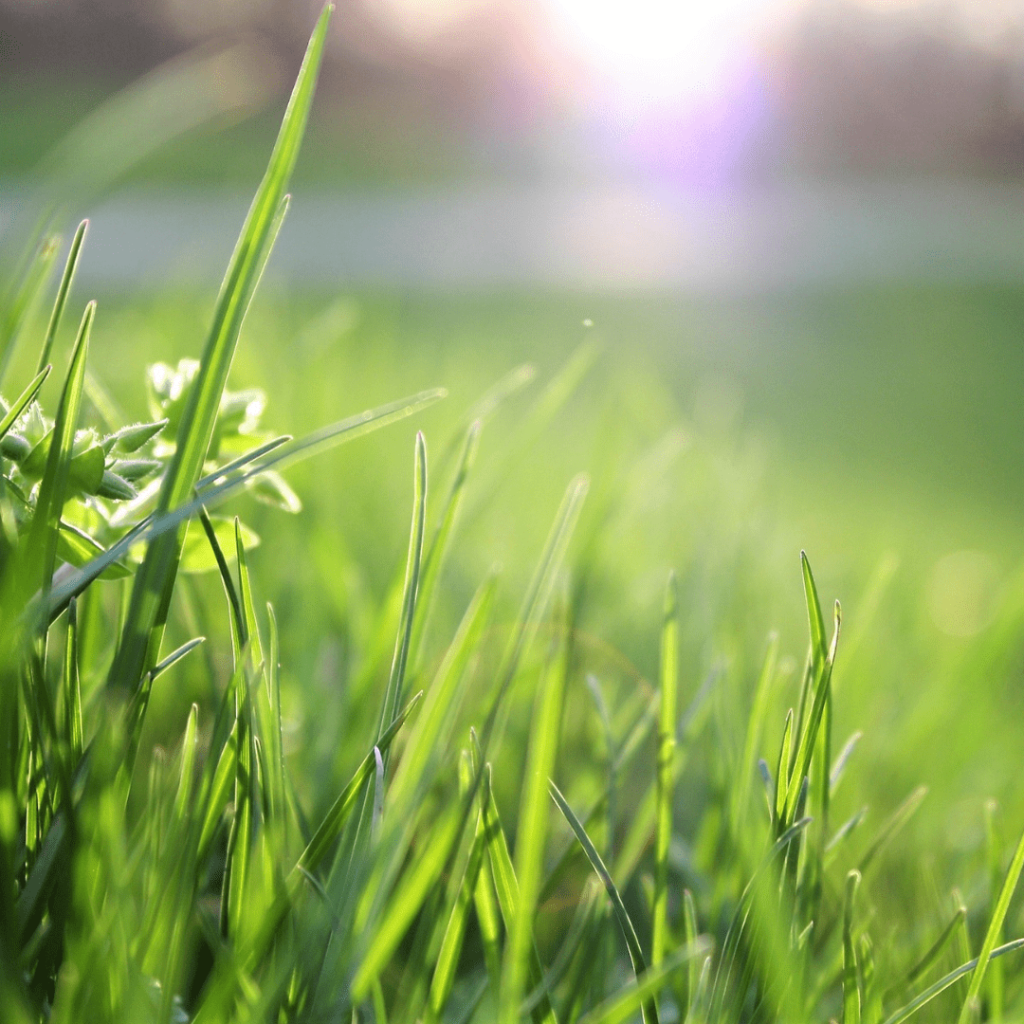 a close up of green grass with the sun in the background
