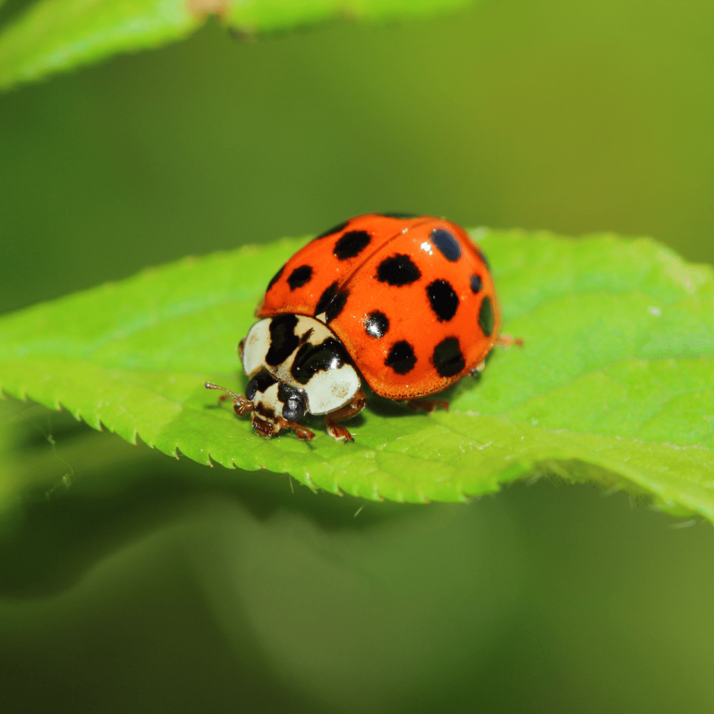 a red and black lady beetle sitting on a green leaf