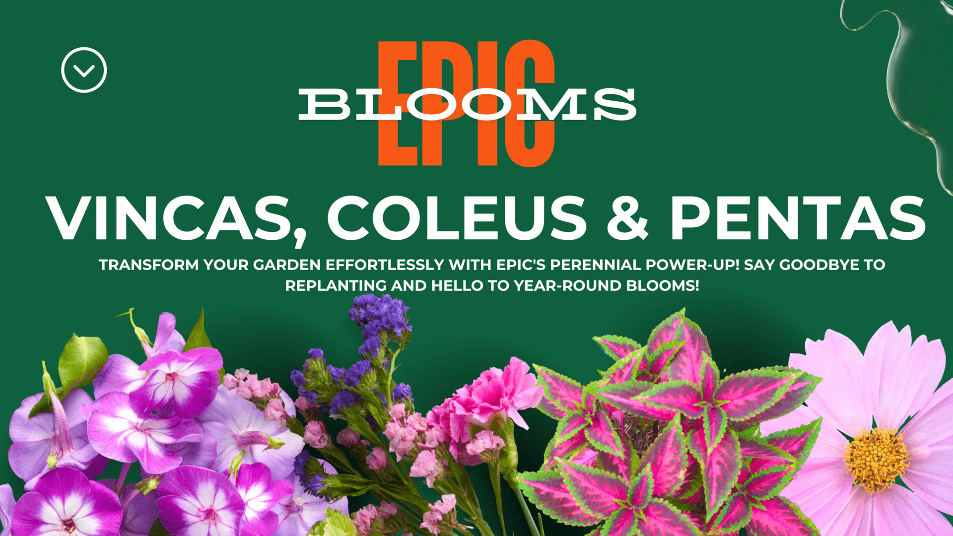 EPIC Blooms. Vincas, Coleus & Pentas. Transform your garden efforlessly with EPIC's perennial power-up! Say goodbye to replanting and hello to year-round blooms!