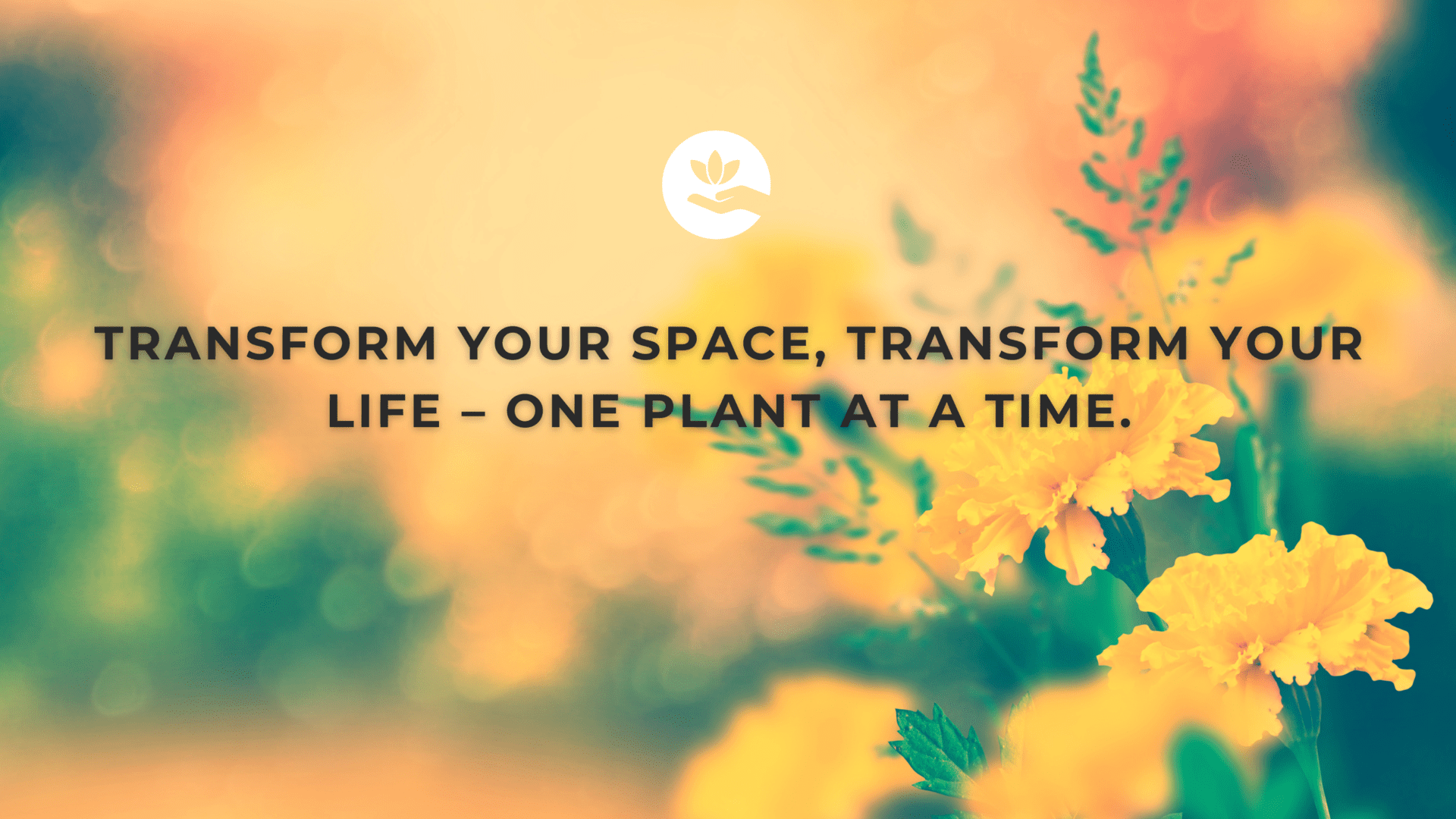 transform your space transform your life one plant at a time
