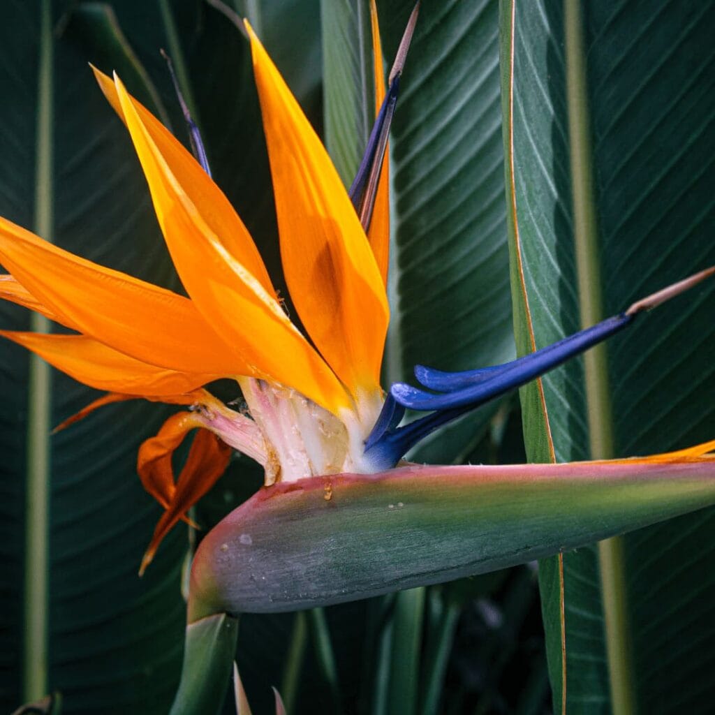 a bird of paradise plant with orange and blue flowers