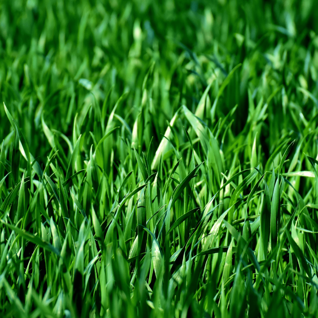 a close up of lush green grass